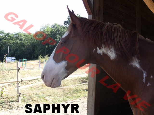 SAPHYR - ONC né en 2006 - placé hors association Saphir10