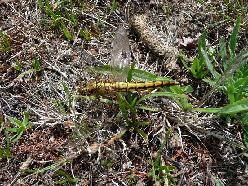 Lestes et Orthetrum P1030816