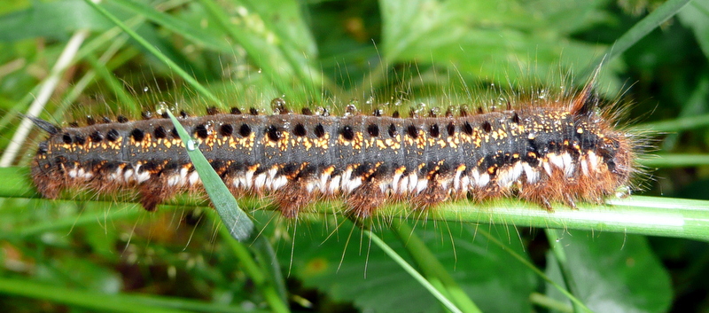 [Euthrix potatoria] Euthrix potatoria(chenille)? P1040712