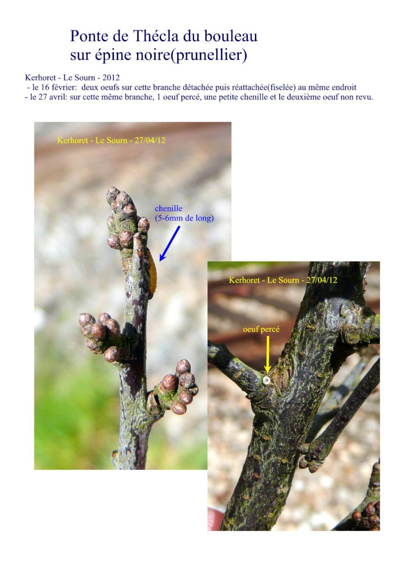 [Thecla betulae (probable)] chenille en goguette Tachla11