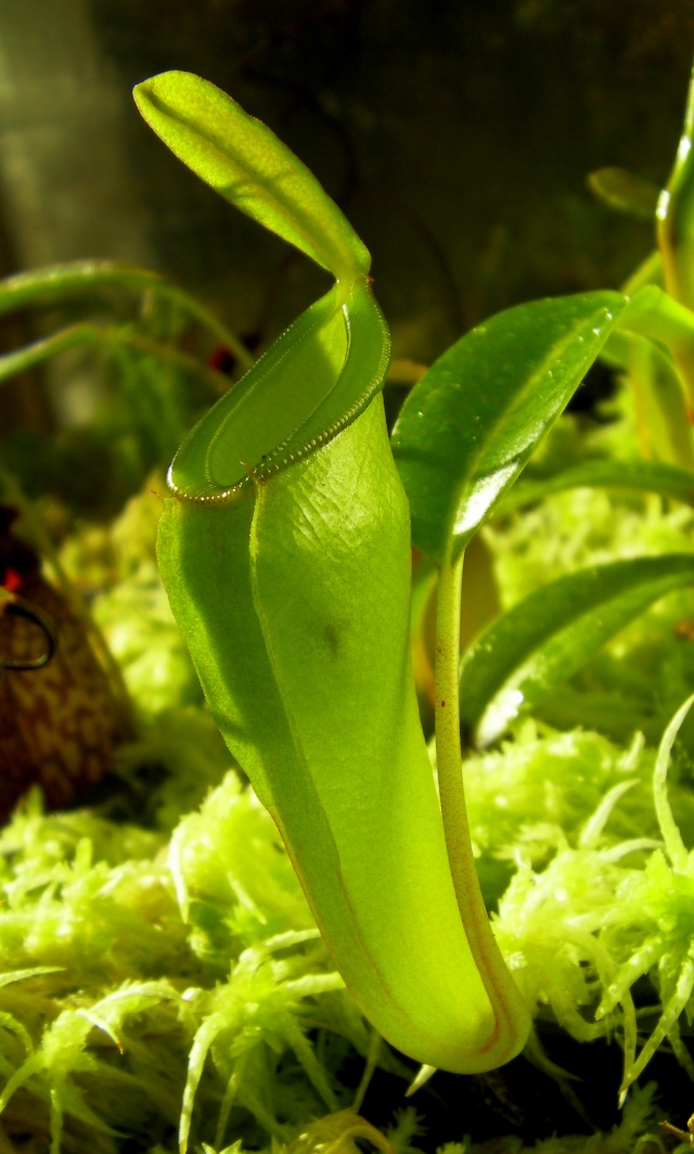 Nepenthes "Inermis" Sany0422