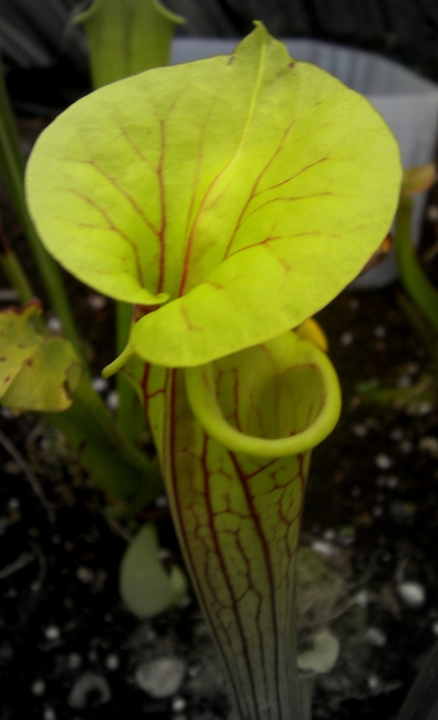 Sarracenia "Flava var. Ornata" / "Stocky" Sany0519