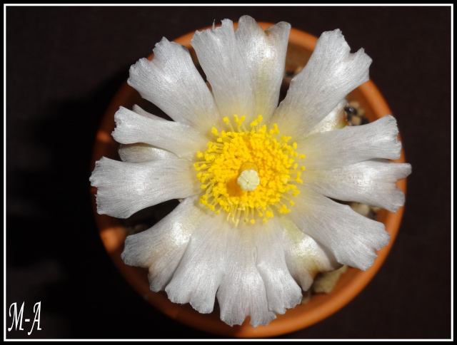 Tephrocactus articulatus Dsc00121