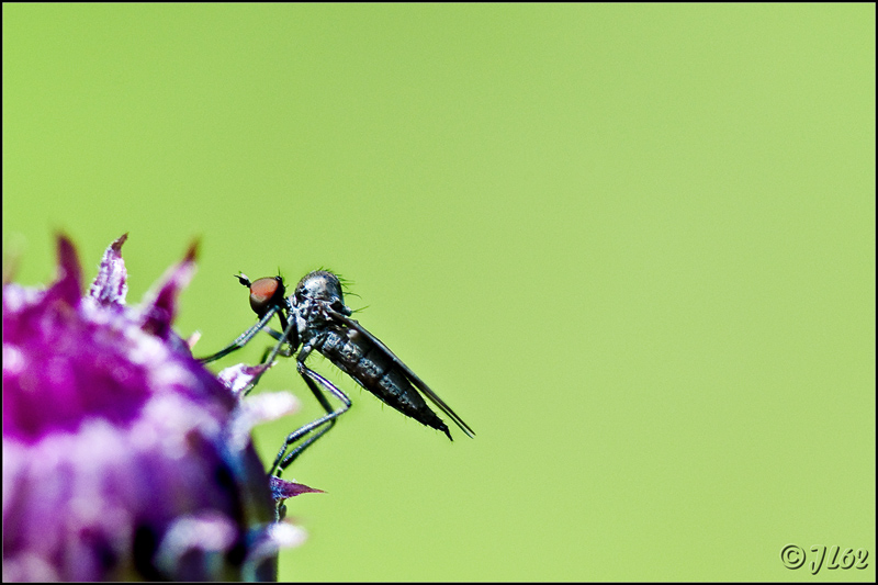 Il y a mouche et mouche... Mouche18