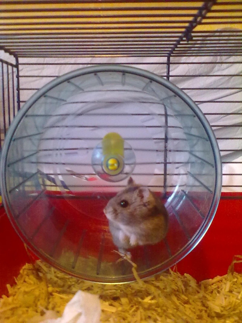 [Hamster russe] Ellie, 1 mois (59) - Page 2 09092011