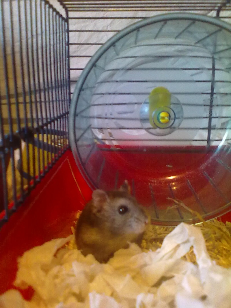 [Hamster russe] Ellie, 1 mois (59) - Page 2 09092012