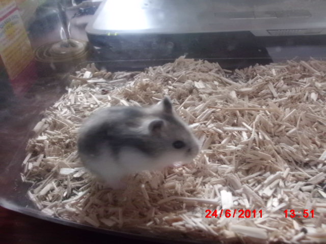 [Hamster russe] Ellie, 1 mois (59) Ellie11