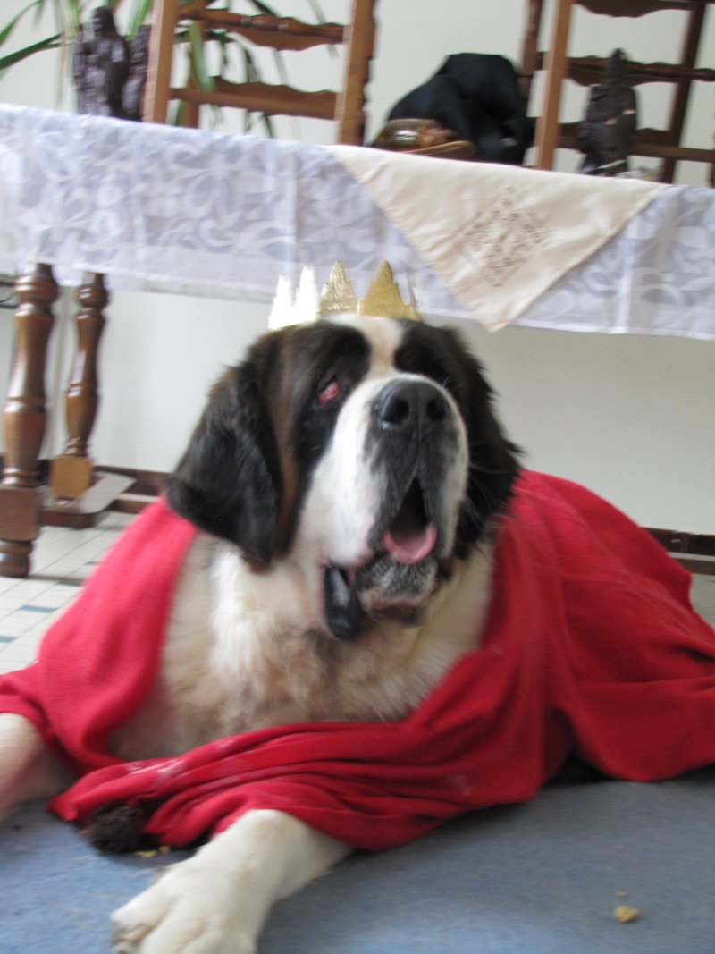 concours n° 18 : notre saint Bernard est roi (ou reine!) Img_2622