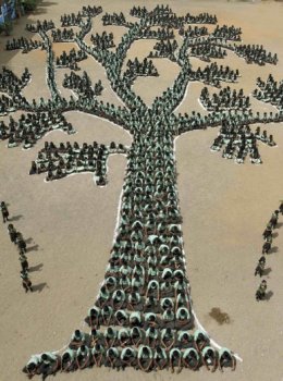 Indi, pemë njerëzore për të mbrojtur pyllin 3062110