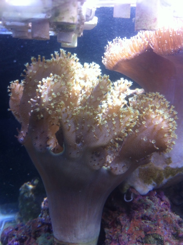 Yellow Polyp Leather Coral Frags (COOP)  (SOLD) Ce883d10