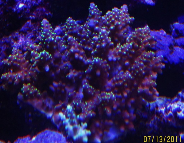 Ritter's 75 Gallon Reef - Page 7 Img_1414