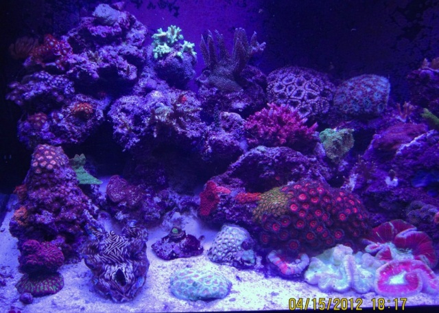 Ritter's 75 Gallon Reef - Page 11 Img_1821