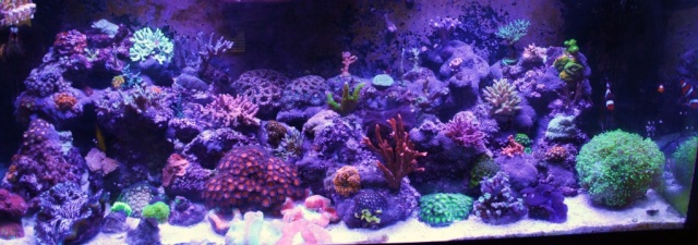 Ritter's 75 Gallon Reef - Page 12 Img_9510