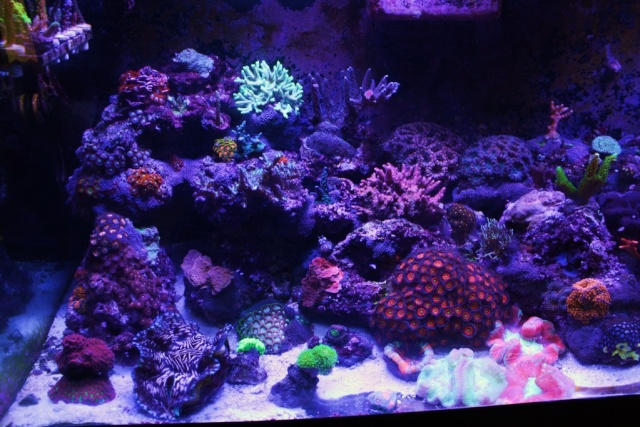 Ritter's 75 Gallon Reef - Page 12 Img_9511
