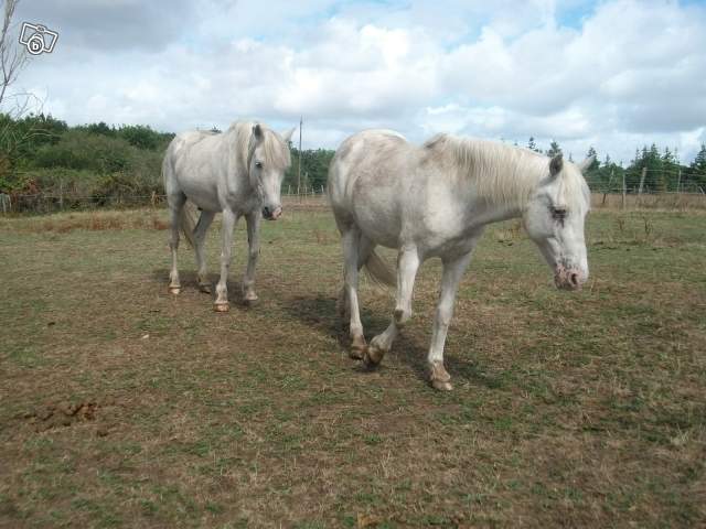 Trois poneys de club (85) 72531810