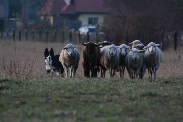 photos - Concours photos : " Attitude au travail sur troupeaux d'ovins " - Page 4 Img_9210