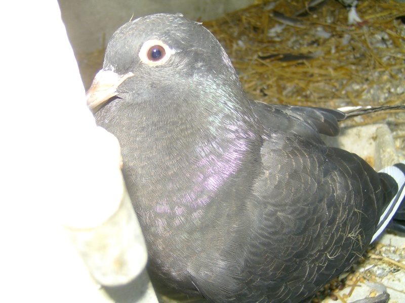 Une nouvelle femelle pigeon Bild6522