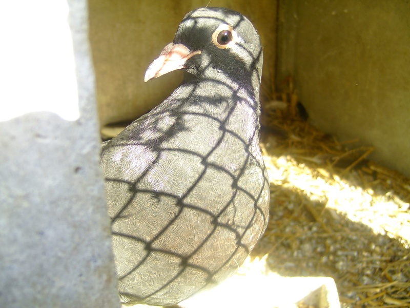 Une nouvelle femelle pigeon Bild6523
