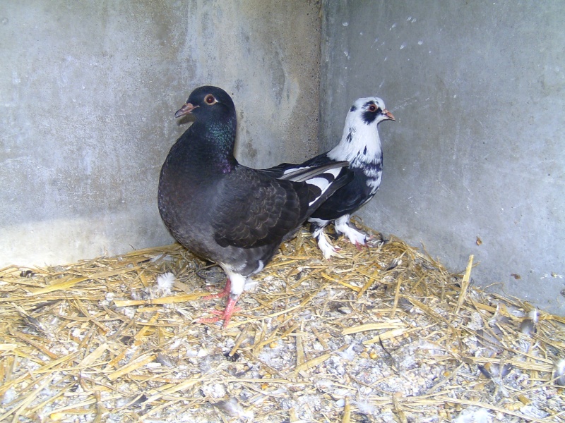 Une nouvelle femelle pigeon Bild7117