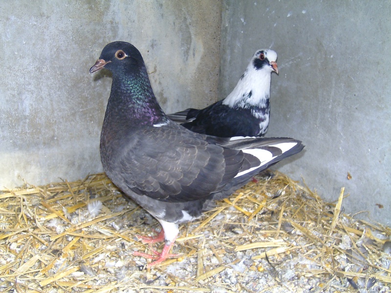 Une nouvelle femelle pigeon Bild7118
