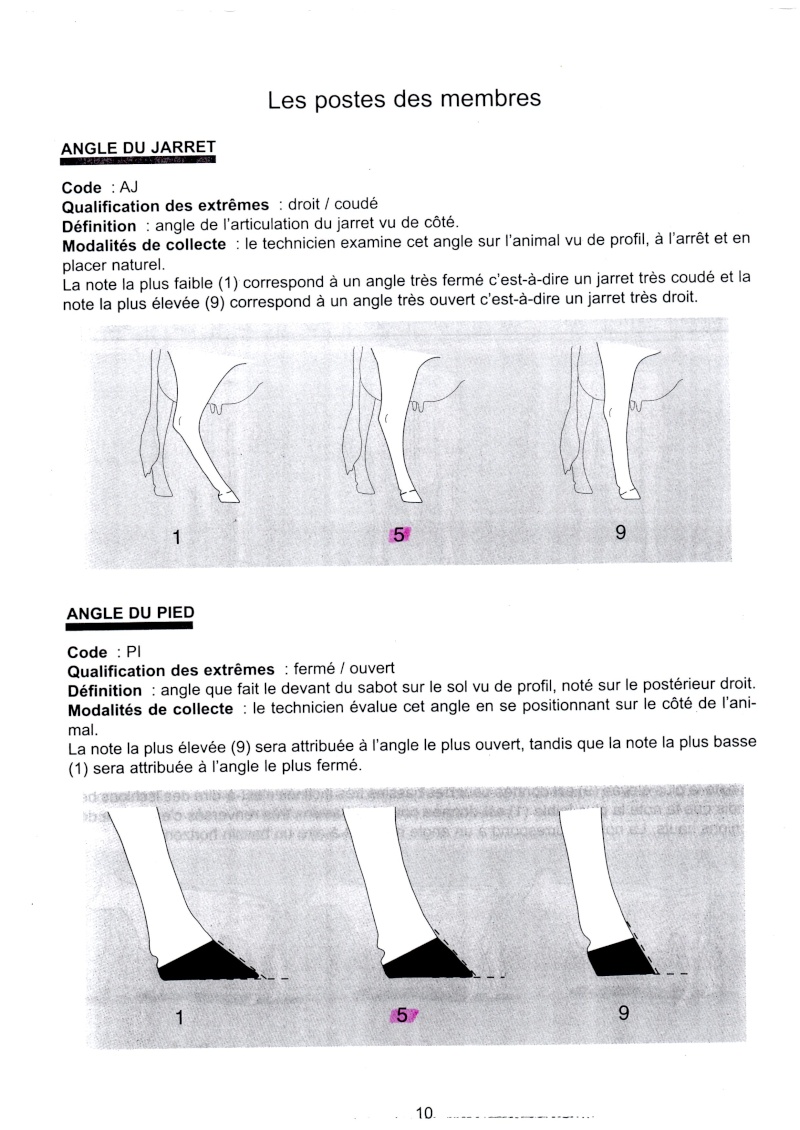 Jugement de vaches de concours Img01211