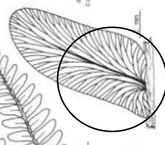 Spécimens à identifier (samples that need identification ) 210