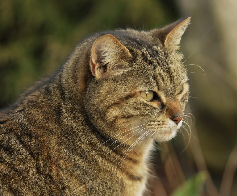 Le chat _dsc2615