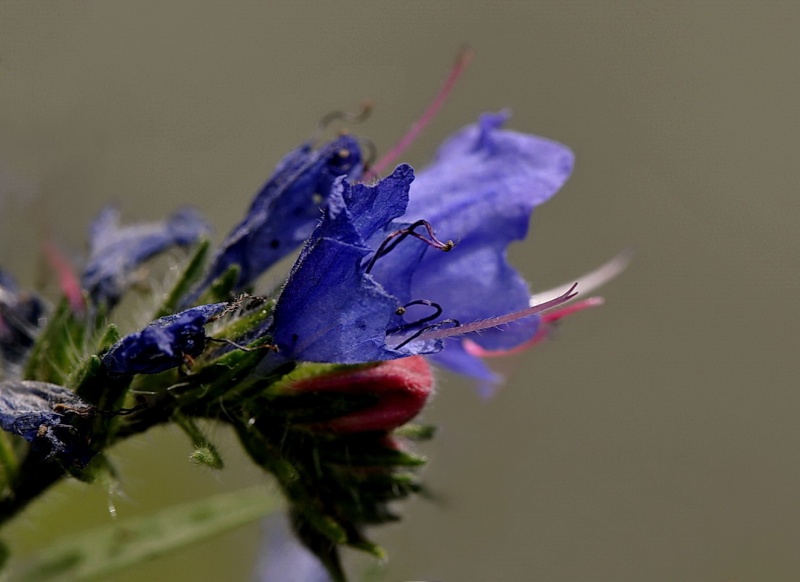 Petites fleurs _dsc4615