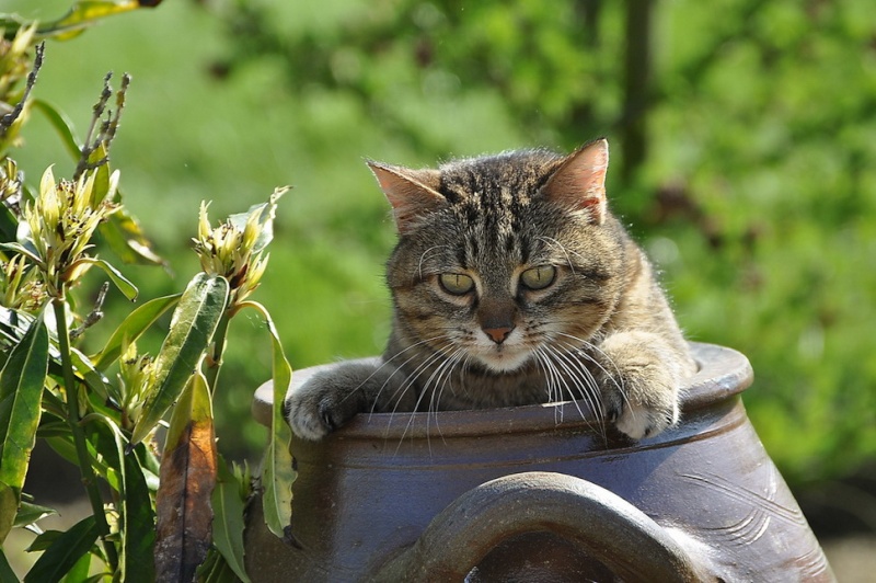 Le chat Dsc_0411