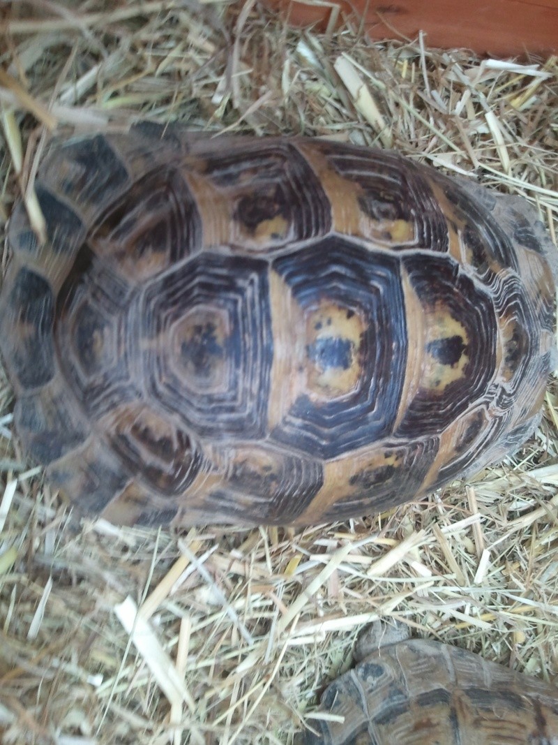 pouvez vous me dire la race exacte de mes tortues merci Photo071