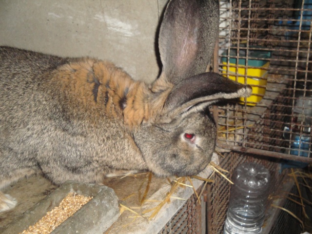 lapin géant des Flandres blancs et blanc du Bouscat ? 50010