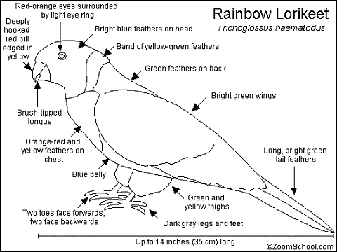 IL LORICHETTO ARCOBALENO - THE RAINBOW LORIKEET (IN COSTRUZIONE) Testo010