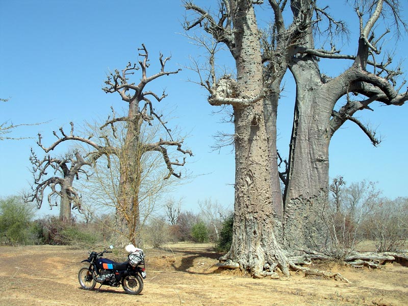 L'ouest profond Baobab10