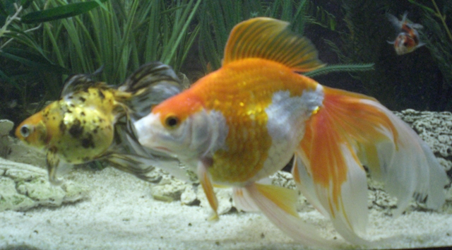 120L poisson rouge Cimg4410