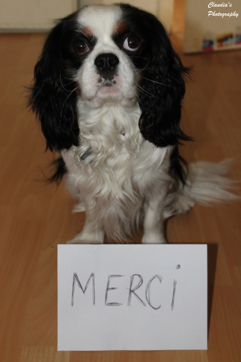 [Février 2012] La Saint Valentin des autres animaux Merci10