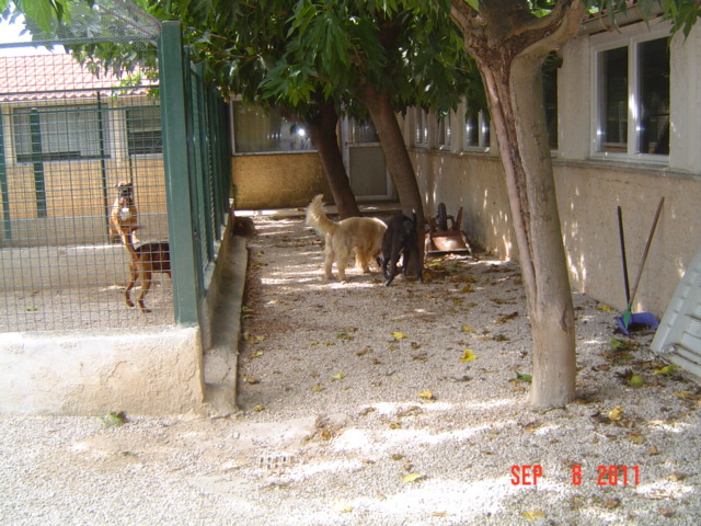 2 chiens abandonnés dans une pension canine  ils sont  en danger  - Page 4 Upsi_e34