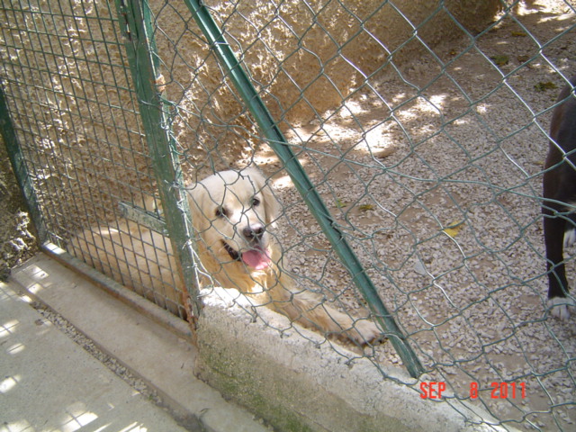 2 chiens abandonnés dans une pension canine  ils sont  en danger  - Page 4 Upsi_e37