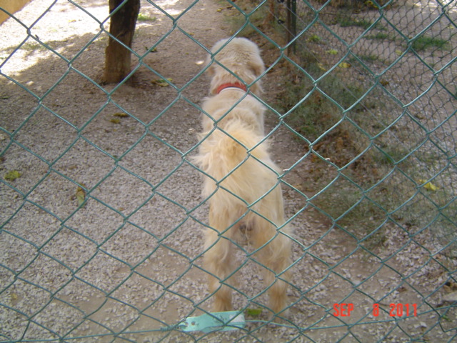 2 chiens abandonnés dans une pension canine  ils sont  en danger  - Page 4 Upsi_e38