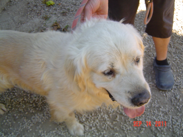 2 chiens abandonnés dans une pension canine  ils sont  en danger  - Page 4 Upsi_e40