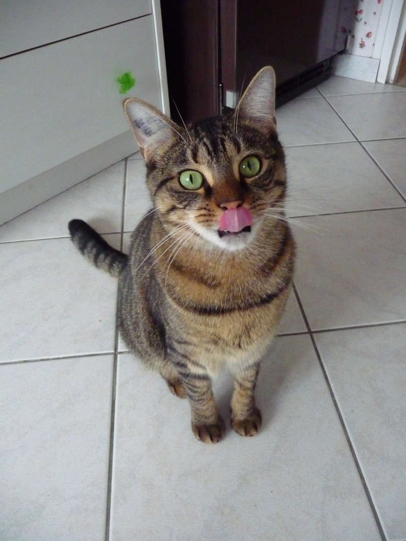 Les plus belles grimaces (de vos animaux, pas les vôtres :) ) - Page 3 P1110110