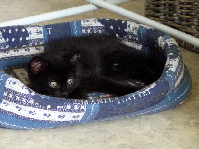 Willow le téméraire, chaton noir né début mai 2012 (adopté) P1120515