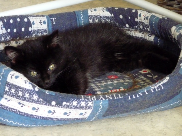 Willow le téméraire, chaton noir né début mai 2012 (adopté) P1120614