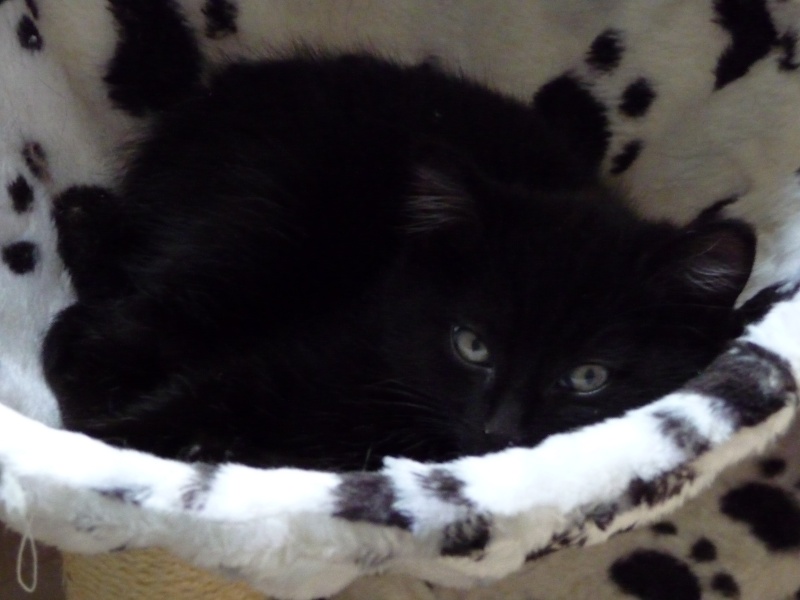 Willow le téméraire, chaton noir né début mai 2012 (adopté) P1120615