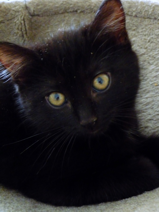 Willow le téméraire, chaton noir né début mai 2012 (adopté) P1120810