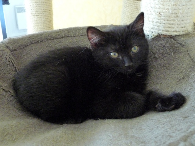 Willow le téméraire, chaton noir né début mai 2012 (adopté) P1120814