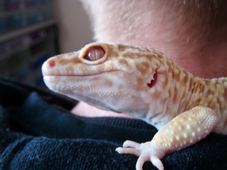 Post your geckos eye pictures *Warning Pic Heavy* Dscf0810