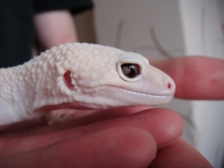 Post your geckos eye pictures *Warning Pic Heavy* Mack510