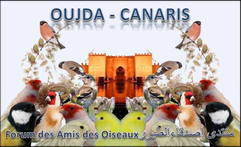 oujda-canaris