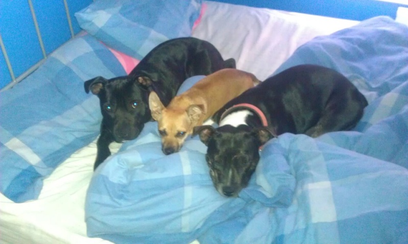 Ok, so where am I supposed to sleep?? lol Dogs10