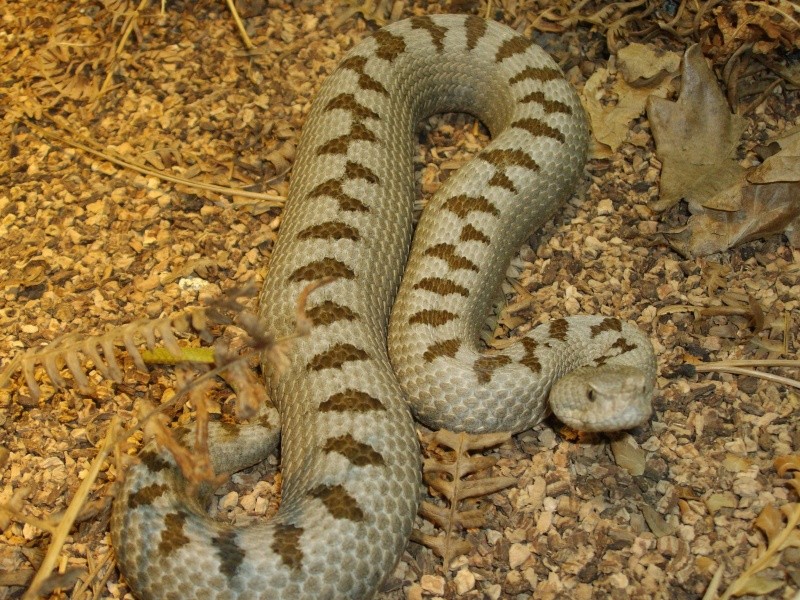 Vipera a. transcaucasiana Adapaz10